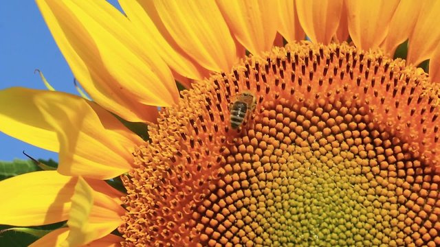 sunflower and bee,macro