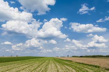 Agricultural landscape, clouds on the horizon..