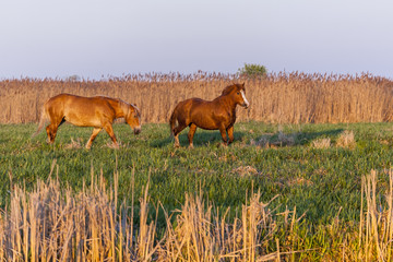 Horses running free in the pasture, warm sunset.
