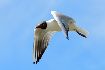 Black-headed gull, Farne Islands Nature Reserve, England
