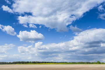 Agricultural landscape. It's fine weather