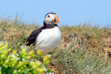 Atlantic puffin, Farne Islands Nature Reserve, England