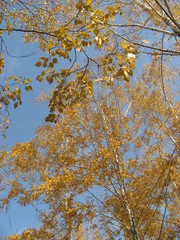 Золотая осень 