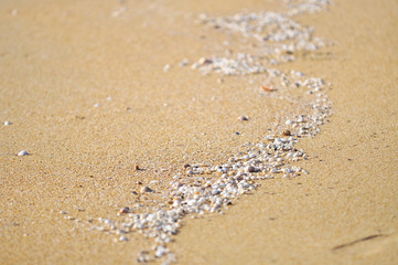 selective focus of clam shell at the beach