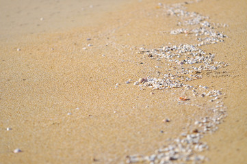 selective focus of clam shell at the beach