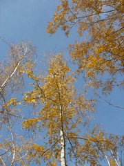 Золотая осень 