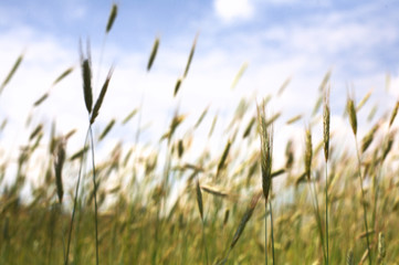 Rye grain ears blue sky in horizon