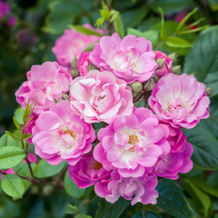 Fototapeta na wymiar Pink blooming roses bush close up
