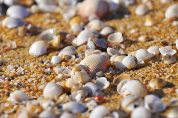 selective focus of clam shell at the beach