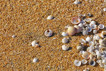 selective focus of clam shell at the beach