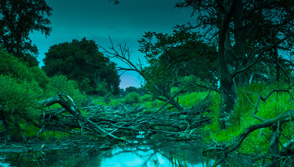 The old riverbed filled with trees