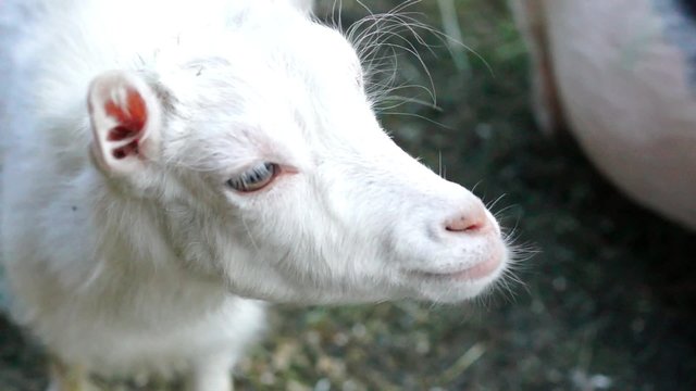 Small white goatling