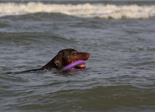 Doberman dog playing in the water.