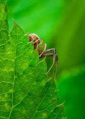 Spider crawling on green leaf 