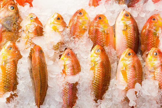 Fresh red snapper fish in market