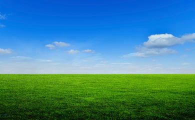 Field of green grass 1