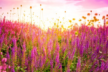 field of wild pink salvia nemarosa