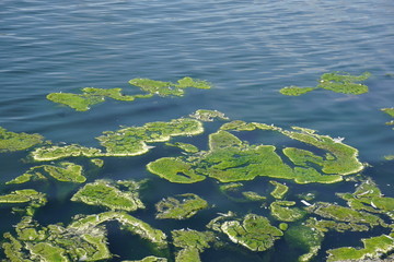 Algenteppich auf dem See