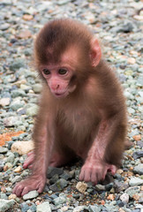 あかちゃん猿