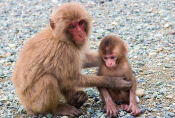 Fototapeta premium 兄弟猿