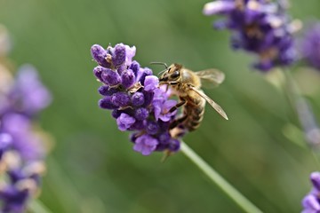 bee on Lavender