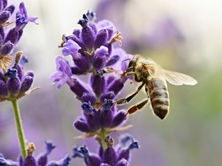 bee on Lavender