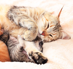 Cat nursing her kittens