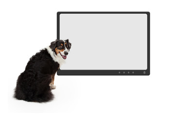 Dog In Front Of Blank Television Monitor