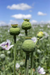 Detail of unripe white Poppyheads 