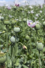 Detail of unripe white Poppyheads 