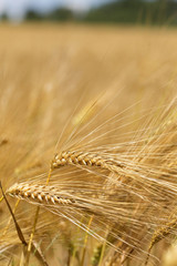 Detail of ripe Barley Spikes