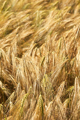 Fototapeta premium Summer Field of the ripe Barley 