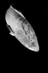 Fototapeta premium Big Gulf grouper (Mycteroperca jordani), resting in the reefs of the Sea of Cortez, Pacific ocean. Cabo Pulmo National Park, Baja California Sur, Mexico. Cousteau named it The world's aquarium.