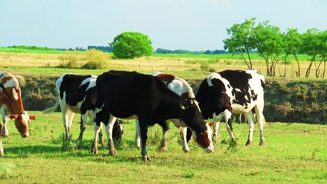 Cows graze in the valley