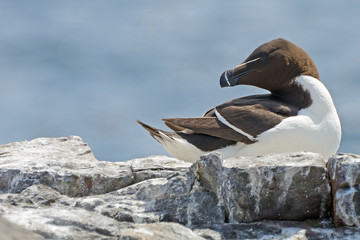 Razorbill, Farne Islands Nature Reserve, England