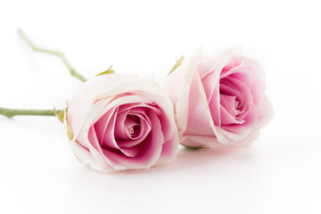 white and pink rose isolated on white background