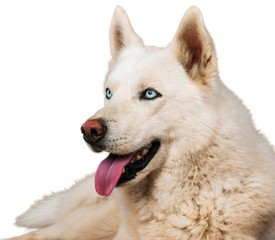 Obraz premium Dog, Labrador Retriever, Isolated.