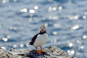 Atlantic puffin, Farne Islands Nature Reserve, England