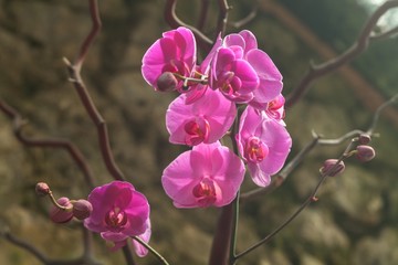Orchid, Tropical Flower, Thailand.