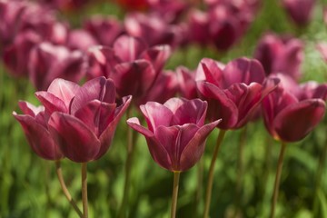 Obraz premium Tulip, Yellow, Flower.