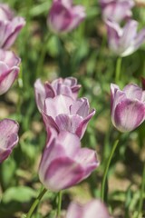 Naklejka premium Tulip, Yellow, Flower.