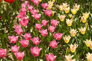 Tulip, Flower Bed, Flower.