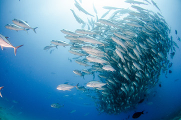 Fototapeta premium Trevally school, Mexico.