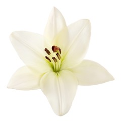Fototapeta na wymiar Lily, Easter Lily, White.