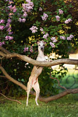 Whippet standing in landscape with selective focus on dog