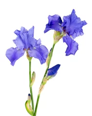 Crédence de cuisine en verre imprimé Iris blue iris flower isolated on white