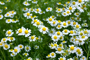 chamomile flowers growing