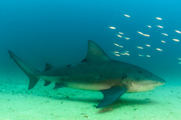 Obraz na płótnie Canvas Bull shark, Mexico.