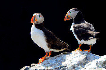 Atlantic puffins, Farne Islands Nature Reserve, England