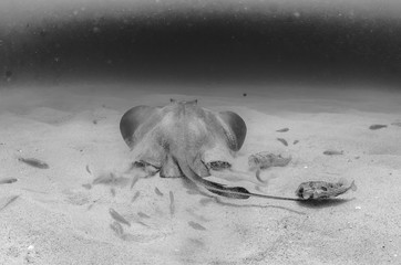 Fototapeta premium stingray, Cabo Pulmo